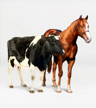 Animales Mayores