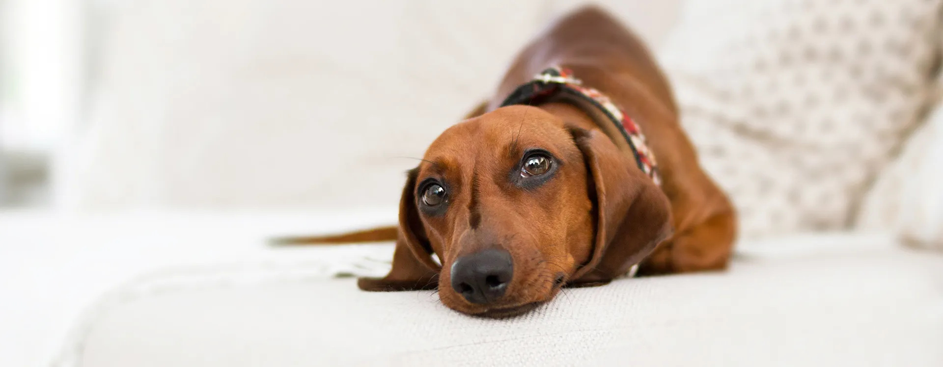 Una alternativa confiable para el cuidado de tus animales
